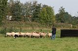BORDER COLLIE - MOUTONS 010